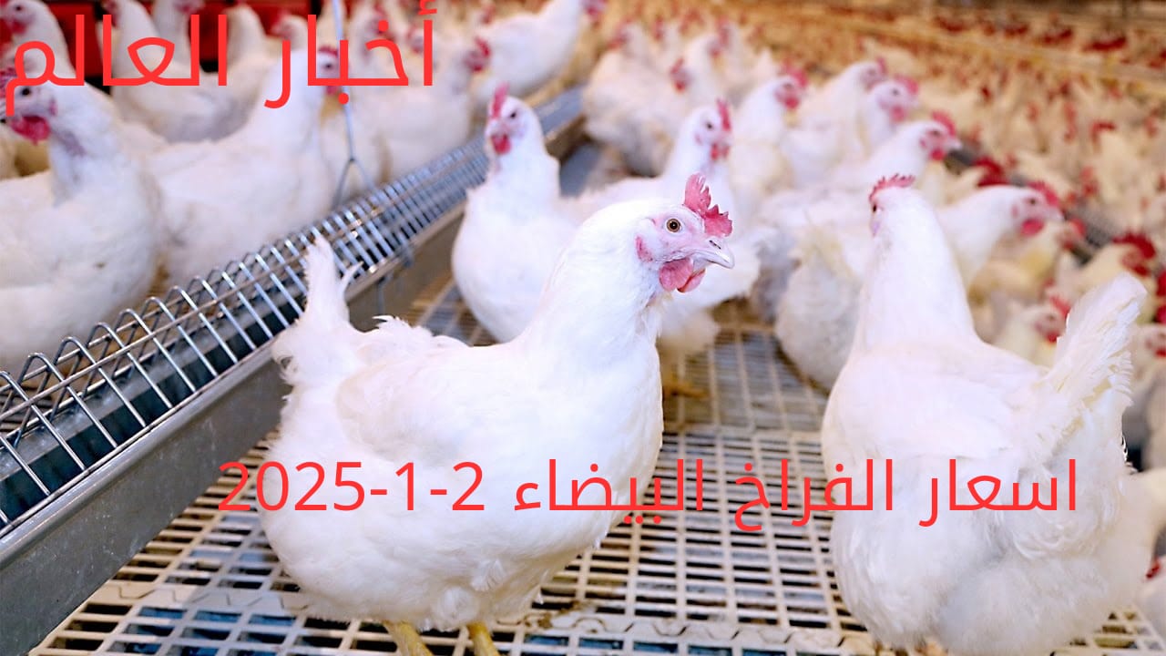 أسعار الفراخ البيضاء اليوم الخميس 2-1-2025 في شعبة الدواجن